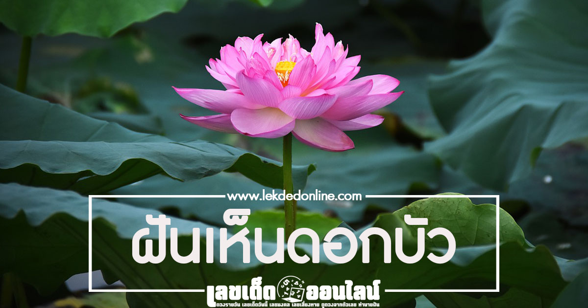 ฝันเห็นดอกบัว ดอกไม้คู่ศาสนาของคนไทย