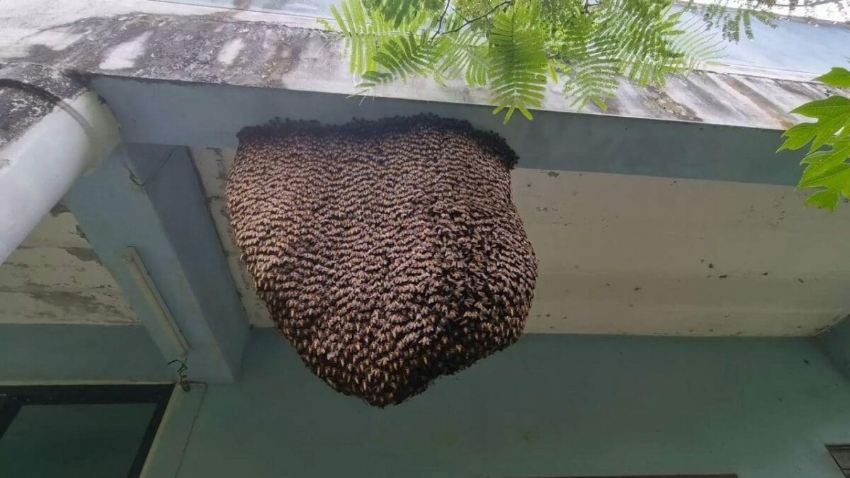 ฝูงผึ้งบินเข้าบ้าน เลขเด็ด