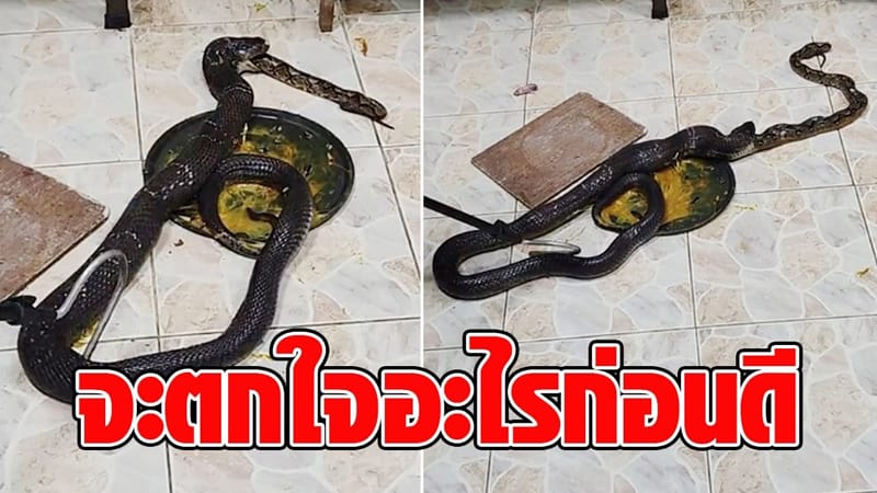 งูเหลือมบุกบ้านกินหนู-"A python invades a house and eats a rat"