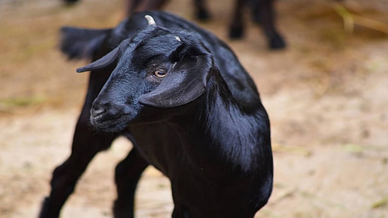 ฝันเห็นแพะสีดำ-"Dream of seeing a black goat."
