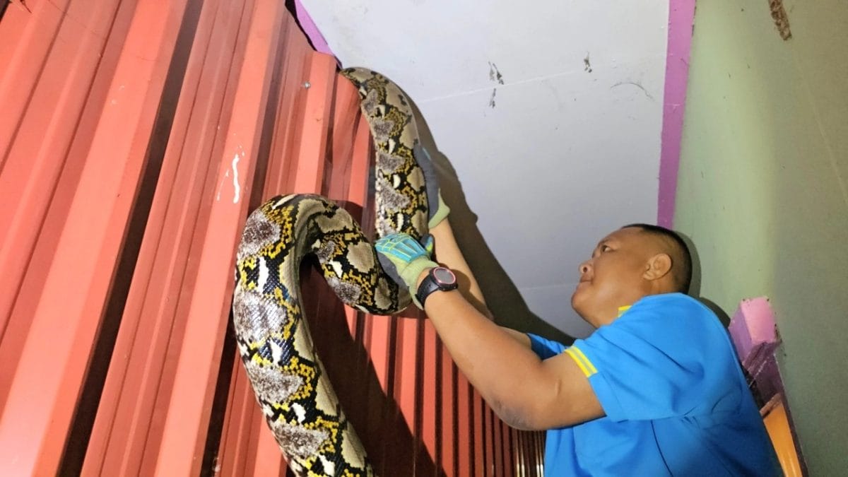 งูเหลือมยักษ์บุกบ้าน-"Giant python invades house"