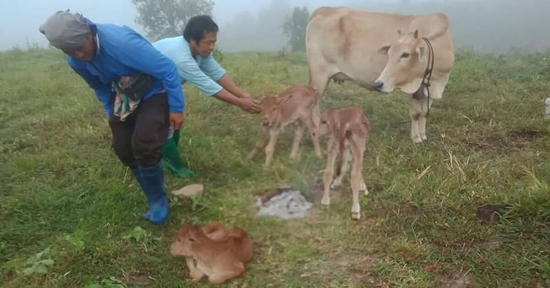 แม่วัวคลอดลูกแฝด3 - "Mother cow gives birth to 3 twins"
