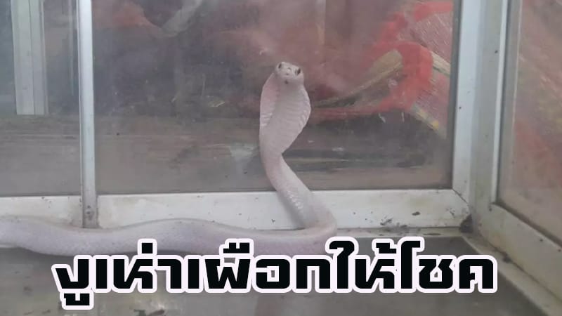 งูเห่าเผือกให้โชค‍-"An albino cobra brings good luck.."