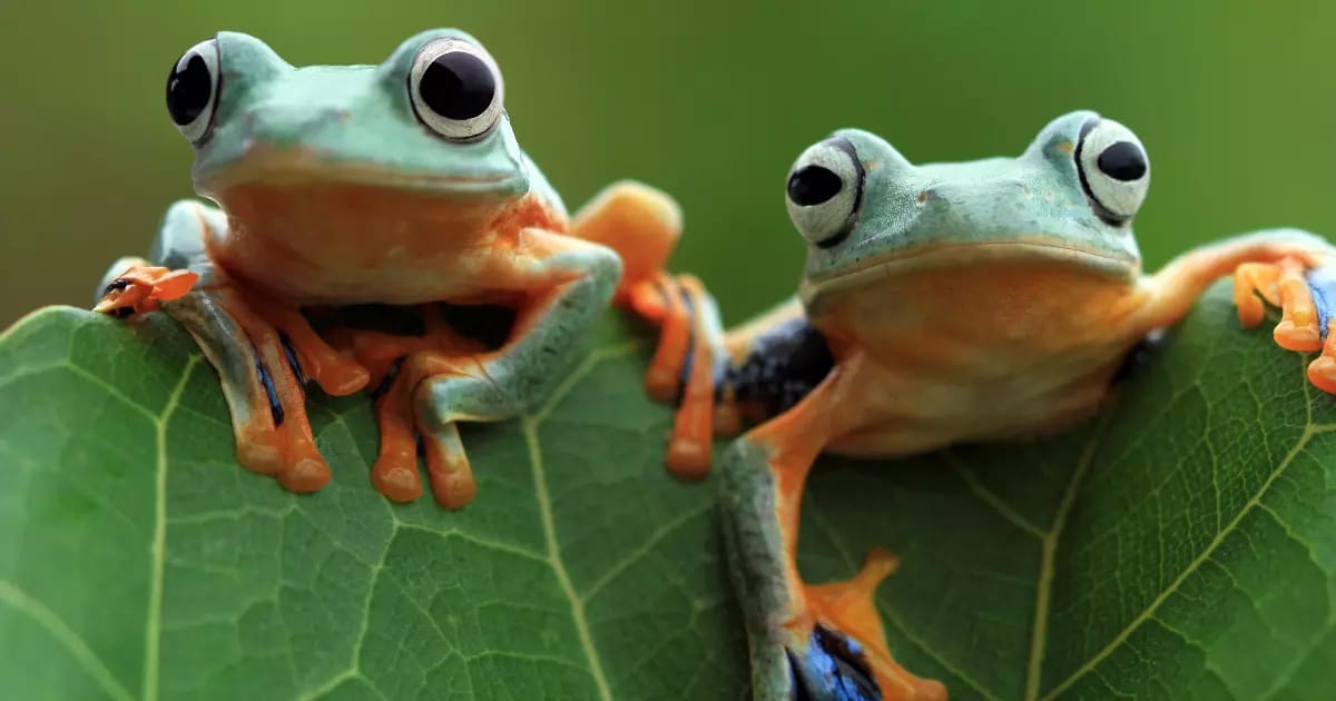 ฝันเห็นกบตัวใหญ่หลายตัว - "Dreamed of seeing many big frogs"