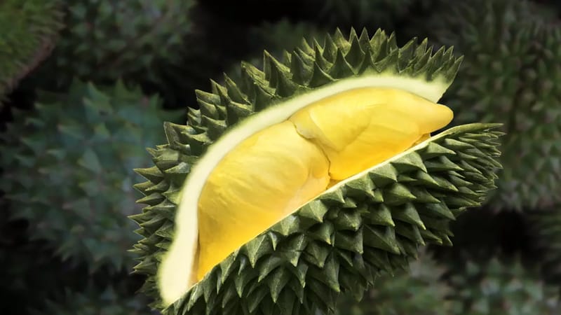 ฝันเห็นลูกทุเรียนเลขเด็ด - "Dreaming of seeing durian fruit, lucky number"