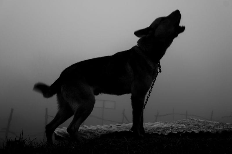 ฝันเห็นสุนัขสี ดํา ตัวใหญ่ - "Dream of seeing a big black dog"