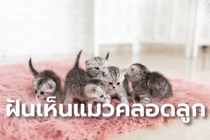 ฝันเห็นแมวคลอดลูกหลายตัว - "Dreamed of seeing a cat give birth to many kittens."