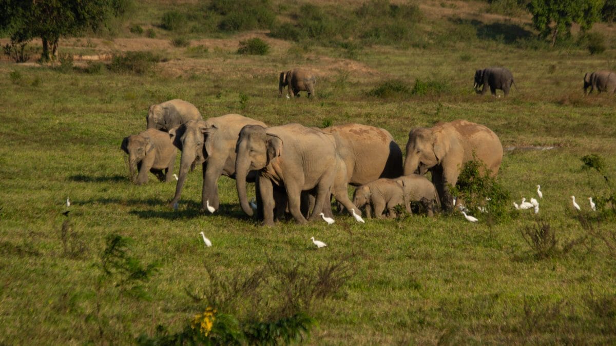 ทำนายฝัน เห็นช้างเป็นฝูง-"Lucky numbers dream of seeing a herd of elephants"