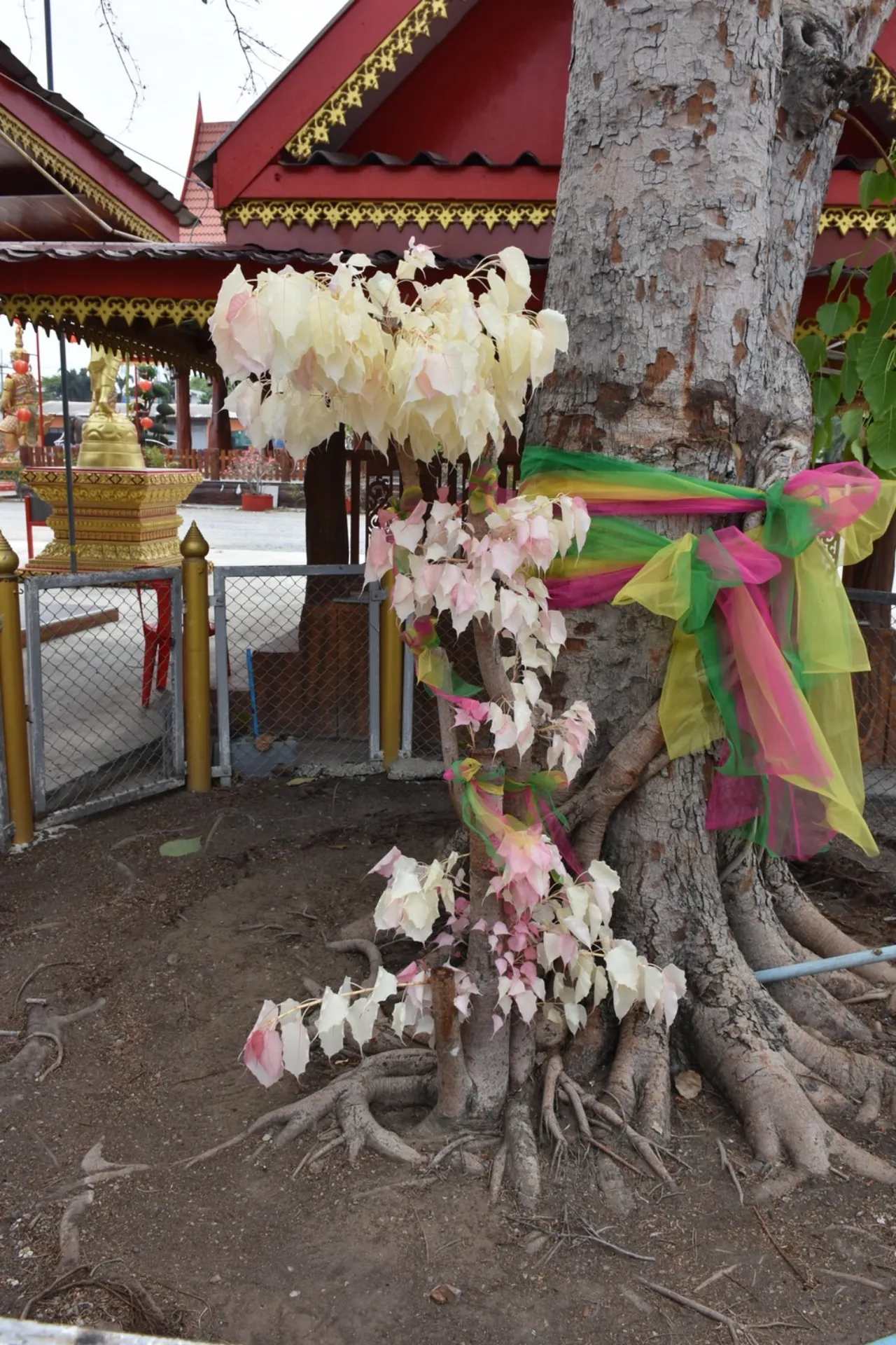 ต้นโพธิ์เงินโพธิ์ทอง ต้นจริง-''Bodhi Ngern Bodhi Tree real tree''