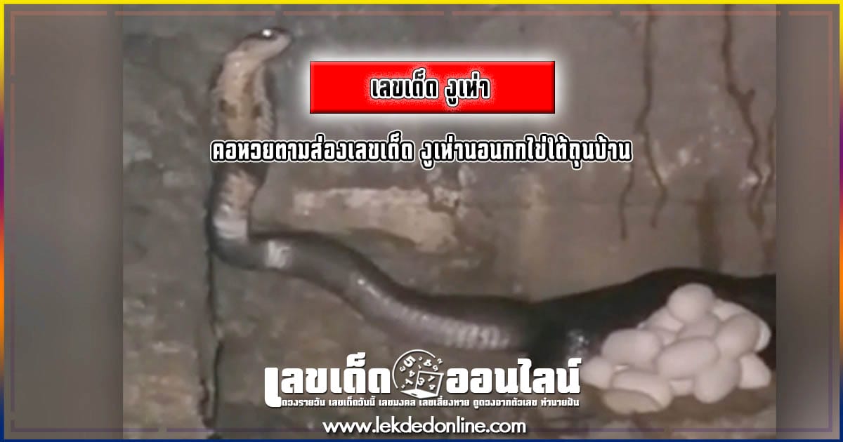 เลข งูเห่า คอหวยตามส่องเลขเด็ด งูเห่านอนกกไข่ใต้ถุนบ้าน เชื่อมาให้โชค งวด 2 พฤษภาคม 2567