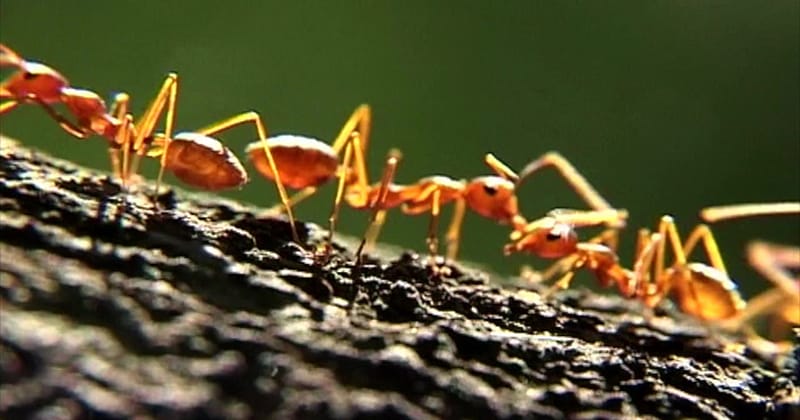 ฝันเห็น มดเดินเป็นแถวเลขเด็ด - "Dreaming of seeing ants walking in a row is a lucky number."