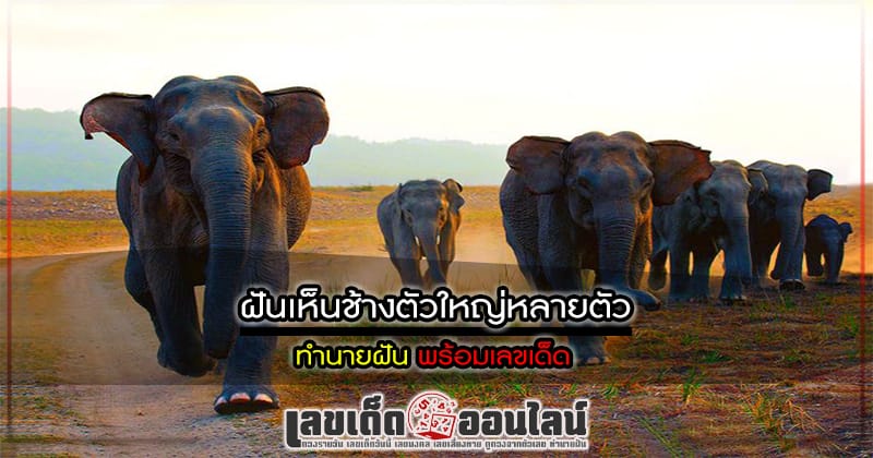 ฝันเห็นช้างตัวใหญ่หลายตัว - "Dream of seeing . many big elephants"