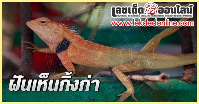 ฝันเห็นกิ้งก่า-"Dream of seeing a chameleon"