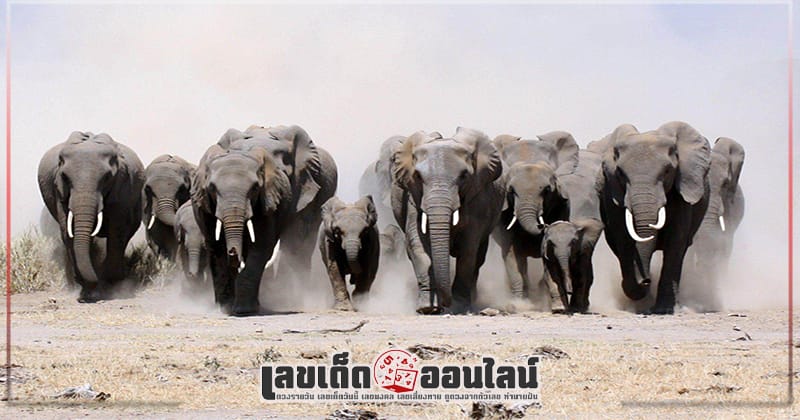 ฝันเห็นช้าง ถูกหวย - "Dreaming of seeing an elephant, winning the lottery"