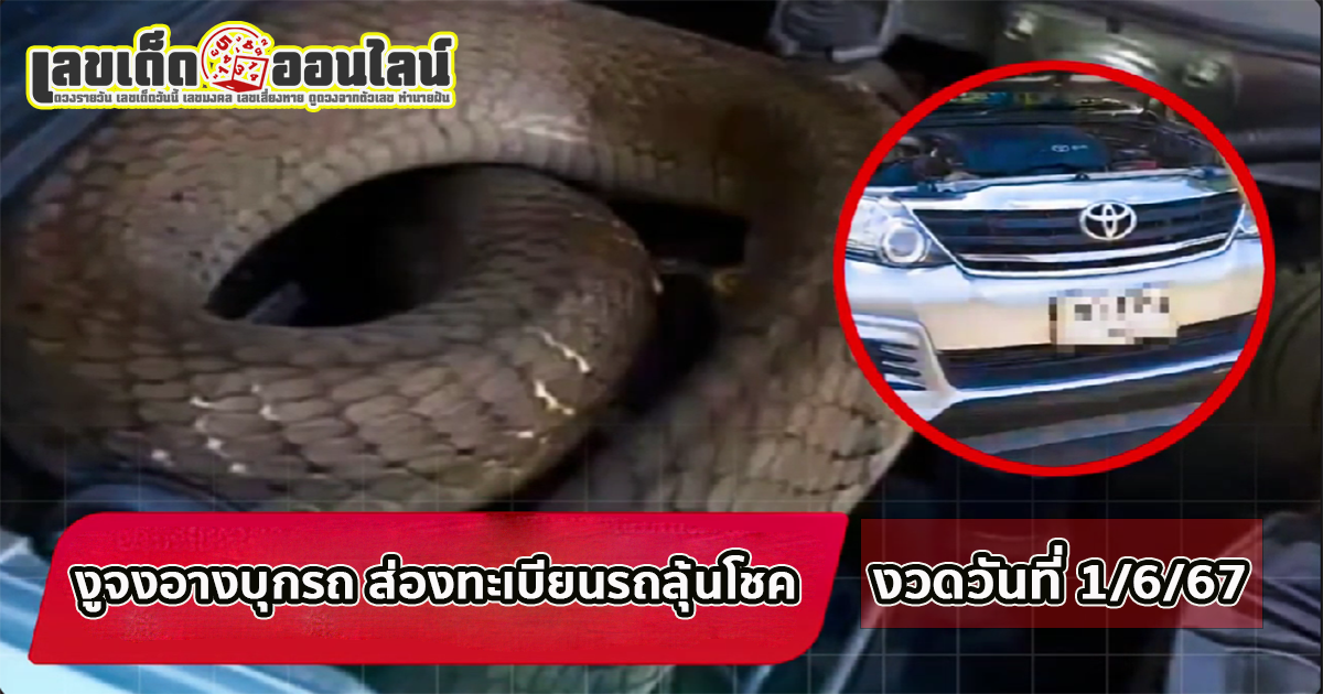 งูจงอางบุกรถ -"King cobra invades car"