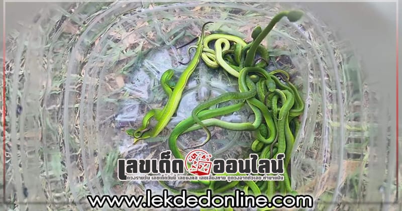 แม่งูออกลูก - "Mother snake gives birth"