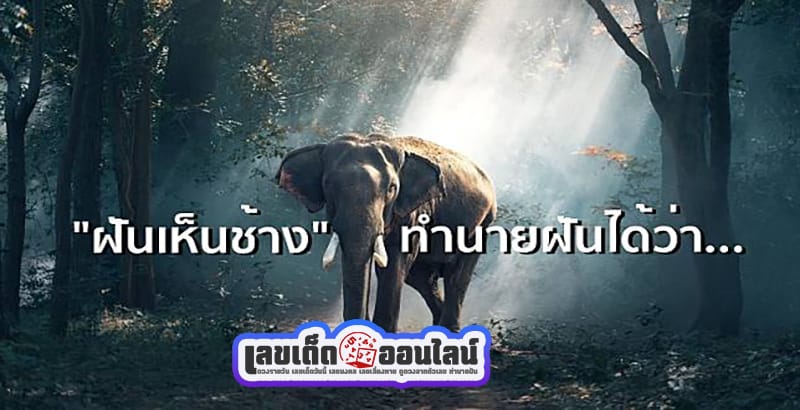 ฝันเห็นช้างป่า -"Dream of seeing a wild elephant"