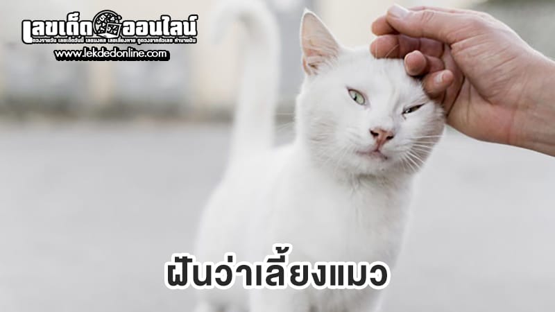 ฝันว่าเลี้ยงแมว-"Dreamed of seeing many cats and kittens."