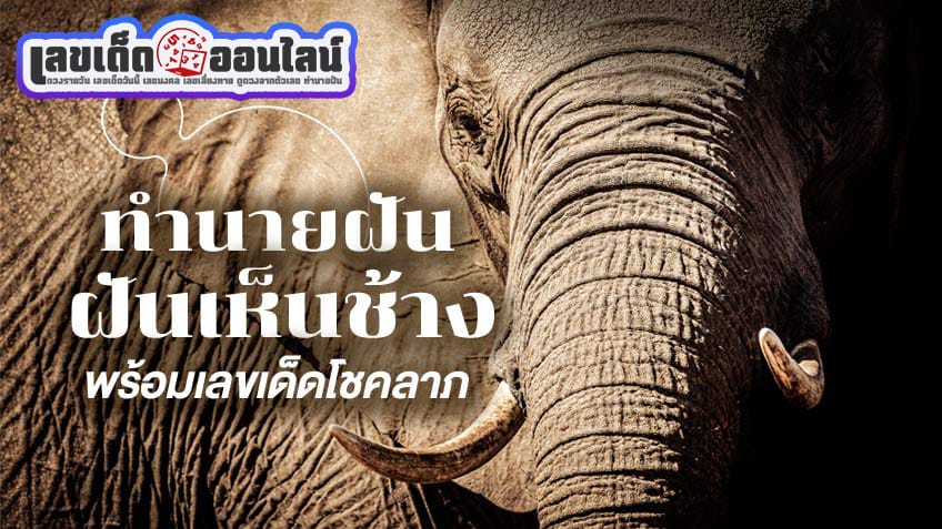 ฝันเห็นช้างเลขเด็ด -"Dreaming of seeing an elephant is a lucky number."