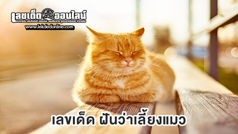 ฝันเห็นแมวตัวเอง-"Dreaming of seeing your own cat"