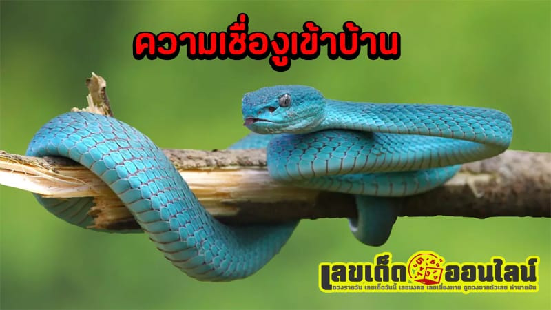 งูเข้าบ้านเลขเด็ด-"Snake enters house with lucky number"