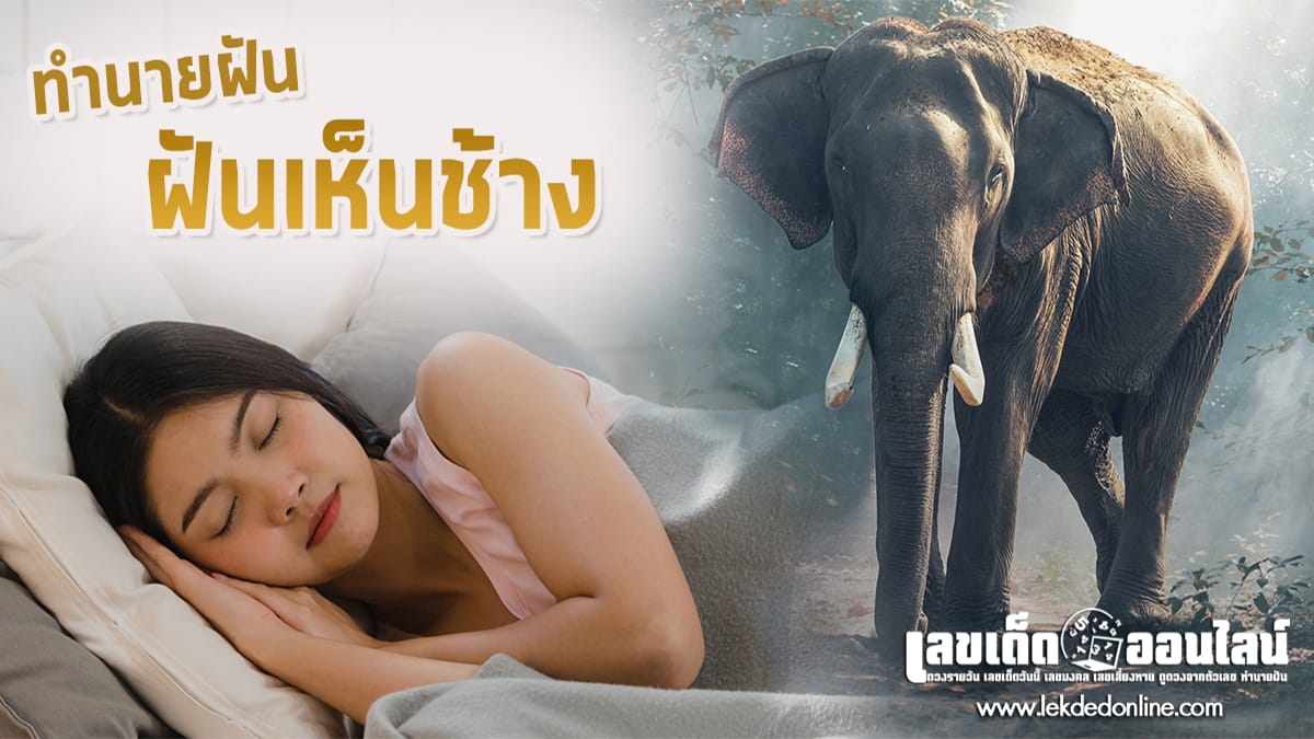 ฝันเห็นช้างตัวใหญ่มาก 1 ตัว -"Dream interpretation"