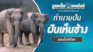 ฝันเห็นช้าง mthai -"Dream of seeing an elephant mthai"