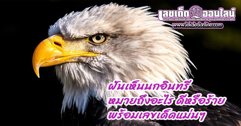 ฝันเห็นนกอินทรีย์ -"Dreaming of seeing an eagle, lucky numbers"