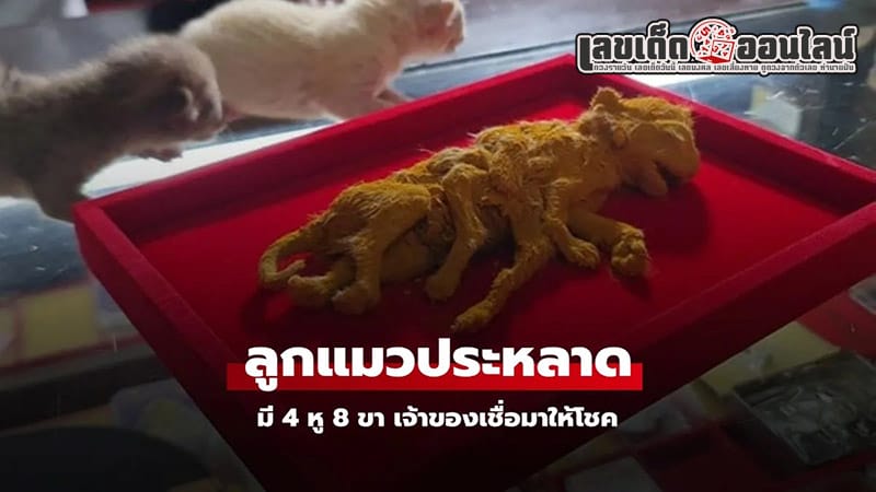 แมวคลอดลูกมี 4 หู 8 ขา - "A cat gives birth. to a kitten with 4 ears and 8 legs."