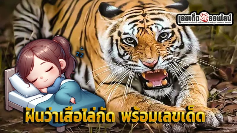 ฝันเห็นเสือไล่ตาม เลขเด็ด - "Dreaming of seeing a tiger and running away from it"