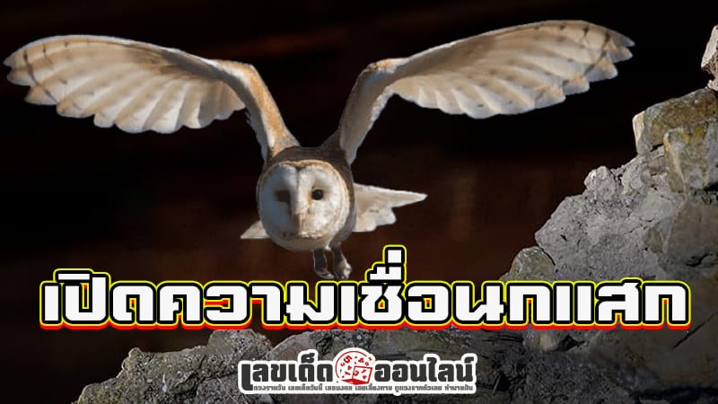 นกแสกเกาะหลังคาบ้าน-"Screech owl perched on the roof of the house"