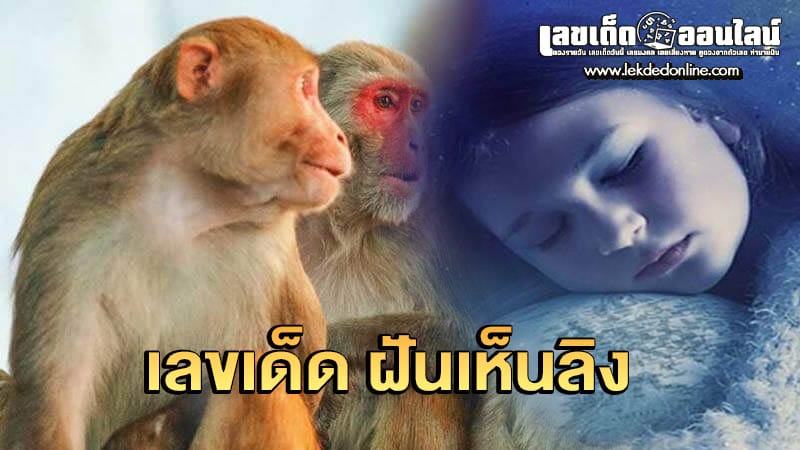 ฝันว่าลิงกัดตีเป็นเลขอะไร - "What number did you hit in a dream about a monkey biting you?"