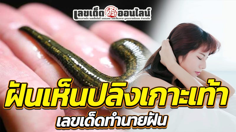 ฝันเห็นปลิงเกาะขา 1 ตัว-"Dream of seeing a leech clinging to your leg."