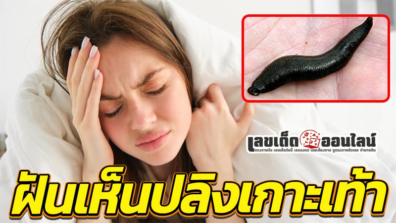 ฝันเห็นปลิงเกาะเท้า-"Dream of seeing leeches clinging to your feet"