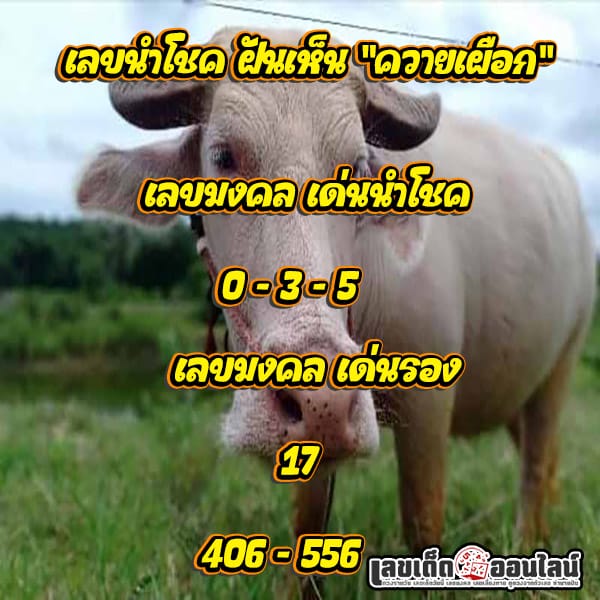 ฝันเห็นควายเผือก เลขเด็ด - "Dreaming of a white buffalo, lucky numbers"