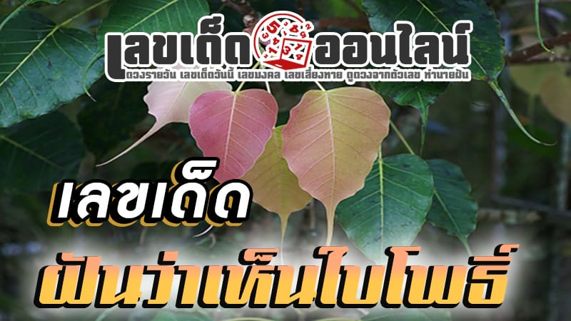 ฝันเห็นต้นโพธิ์ทอง เลขเด็ด-"Dreaming of seeing a golden bodhi tree, lucky numbers"