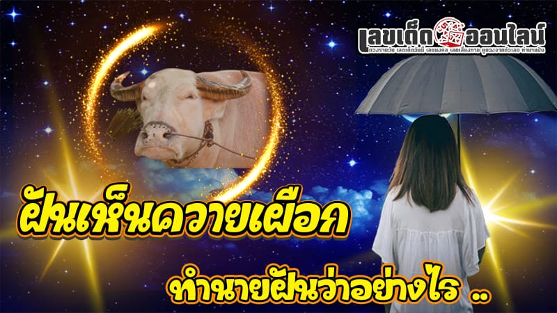 ฝันเห็นควายเผือก - "Dreaming. of a white buffalo"