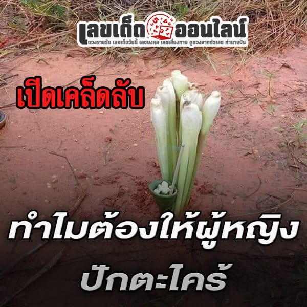 คาถาปักตะไคร้ไล่ฝน-"Spell for planting lemongrass to repel rain"