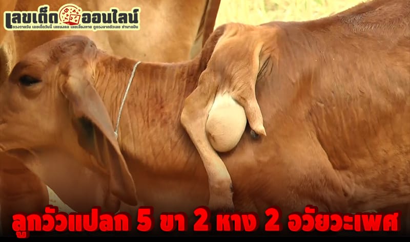 เลขเด็ดลูกวัวประหลาด -"Strange calf's lucky number"