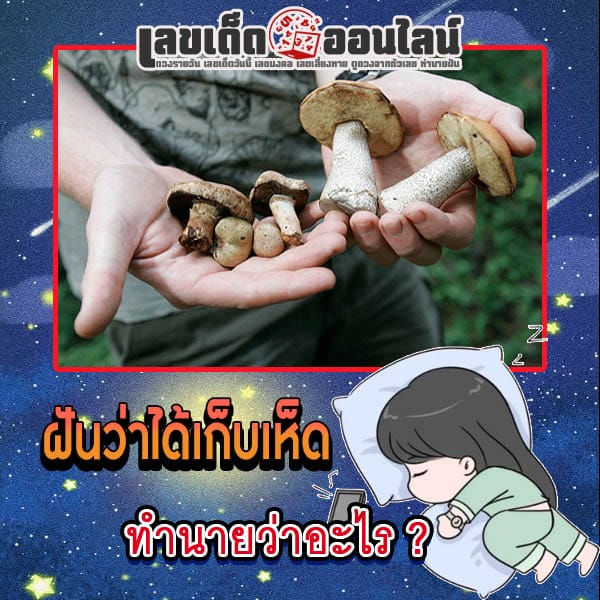 ฝันว่าได้เก็บเห็ด-"Dreamed of picking mushrooms"