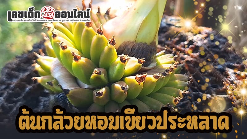 กล้วยแปลกๆ หายาก - "Strange and rare bananas"