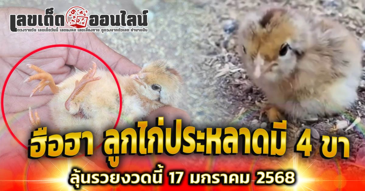 ฮือฮา ลูกไก่ประหลาดมี 4 ขา ให้เลขเจ้าของ "คอหวยแห่ส่องเลขเด็ด" ลุ้นรวยงวดนี้ 17 มกราคม 2568