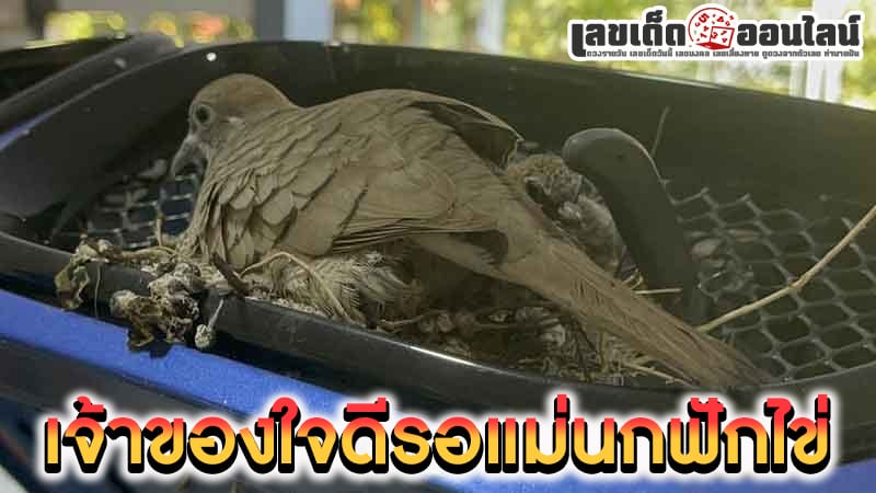 ทะเบียนรถ นกทำรัง-"Car license plate, nesting birds"