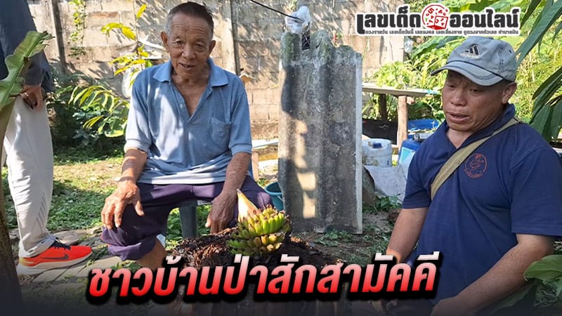 ต้นกล้วยแปลก - "strange banana tree"