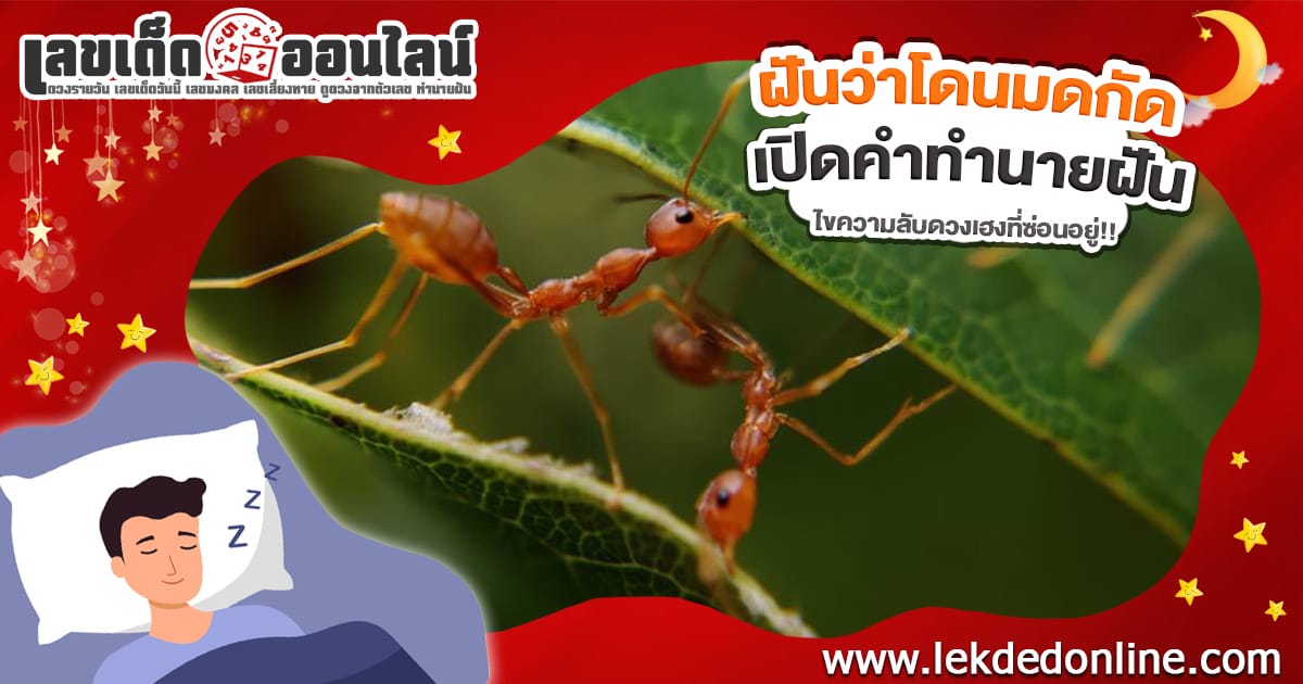 ฝันว่าโดนมดกัด  ทำนายว่าอย่างไร? พร้อมเลขเด็ดเสี่ยงดวง เเม่น ๆ