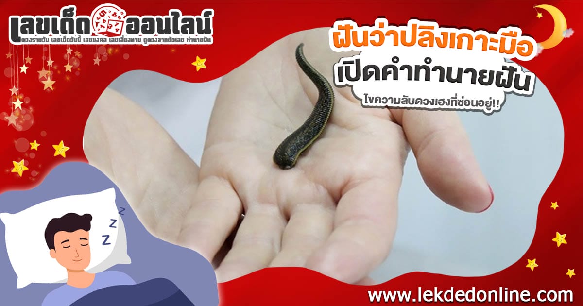 ฝันปลิงเกาะมือ นำโชคลาภหรือเคราะห์ใหญ่? เช็กความหมาย พร้อมเลขเด็ด