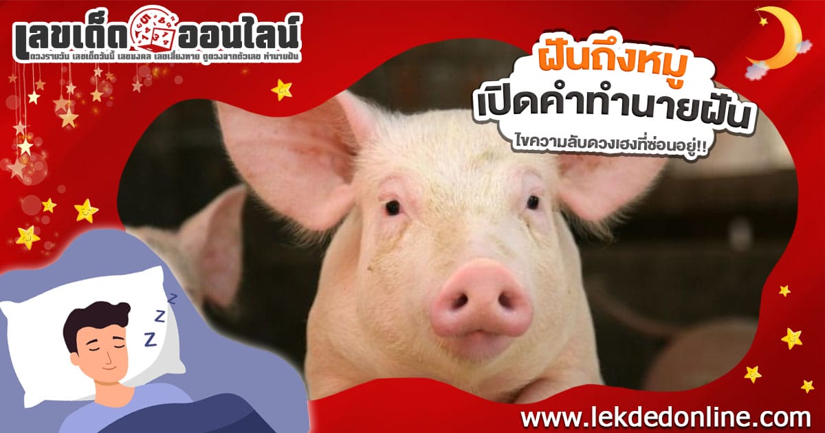 ฝันถึงหมู ฝันว่าเห็นหมู ทำนายว่าอะไร? ความหมาย แจกเลขเด็ดที่อาจเปลี่ยนชีวิตคุณได้