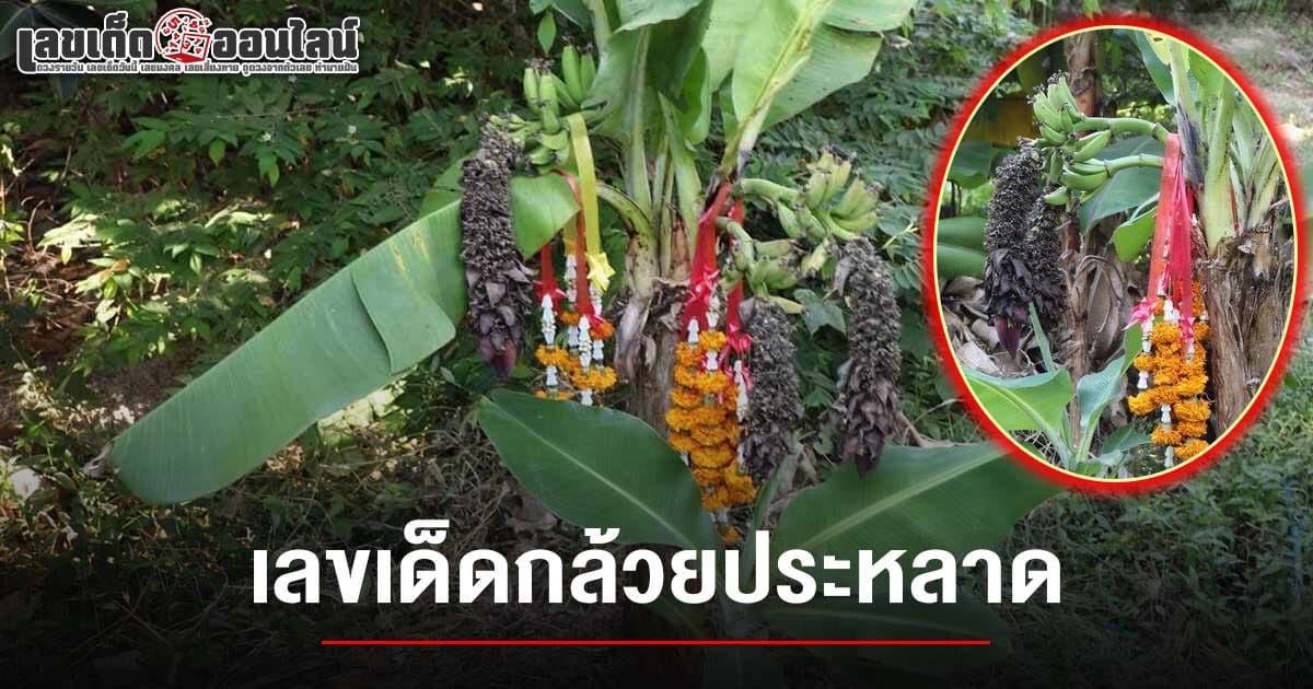 เลขเด็ดกล้วยประหลาด 16/2/68-"Strange banana lucky number 16/2/68"