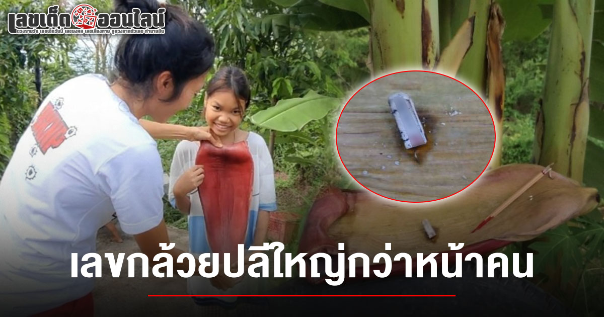 ชาวบ้านฮือฮา จุดธูปขอเลขจากกล้วยปลีใหญ่กว่าหน้าคน คอหวยตี เลขกล้วยปลีใหญ่ 16/6/68 หวังโชคใหญ่ในงวดนี้!
