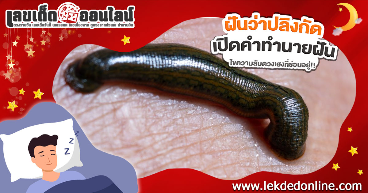 ฝันปลิงกัด สื่อถึงอะไร? ลางบอกเหตุหรือโชคก้อนโต? เช็กเลขเด็ดที่นี่!